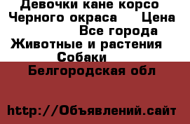 Девочки кане корсо. Черного окраса.  › Цена ­ 65 000 - Все города Животные и растения » Собаки   . Белгородская обл.